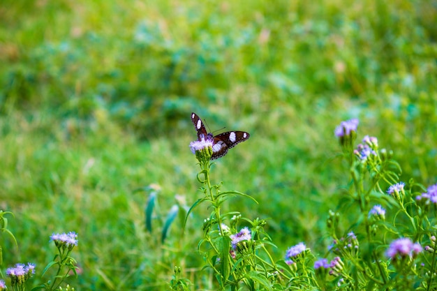 Een Egggly-vlinder met wijd open vleugels in natuurlijk licht tijdens de lente