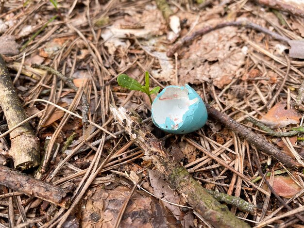 Een eierschaal van blauwe kleur ligt op de grond in het bos
