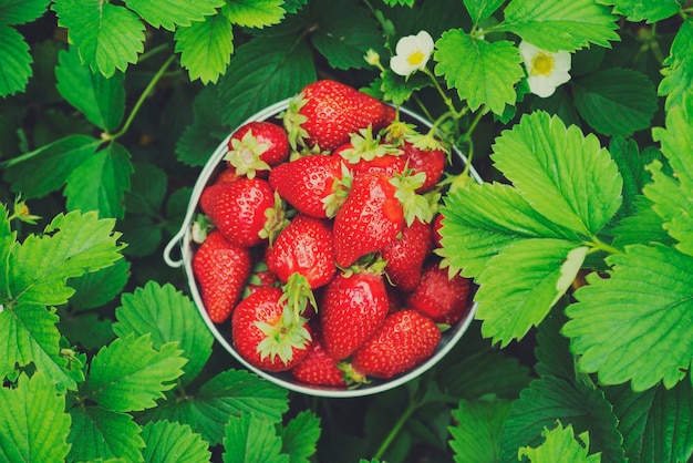 Een emmer vol met vers geplukte aardbeien in de zomertuin