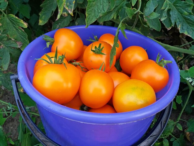 Een emmer vol oranje tomaten in de tuin