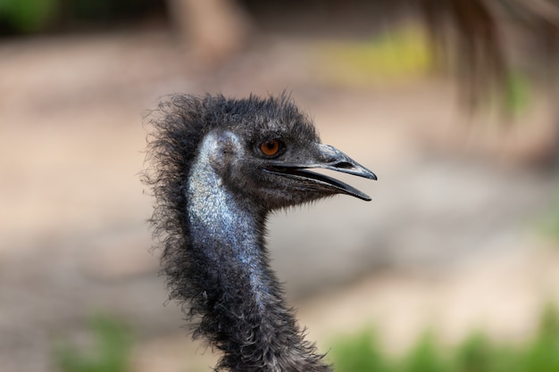 Een Emu-vogel, Dromaius novaehollandiae.