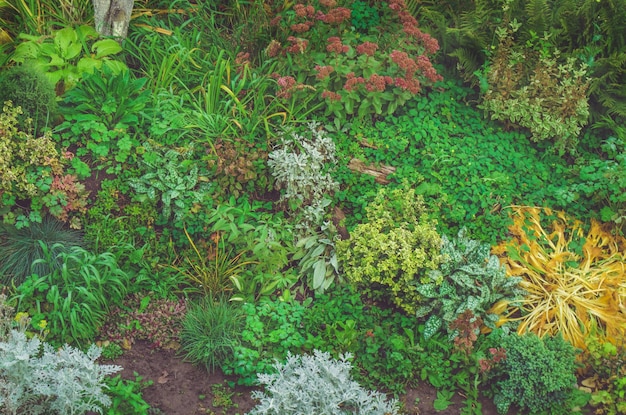 Een- en meerjarige planten in volle bloei Veelkleurig herfst- of zomerbloembed op een gazon