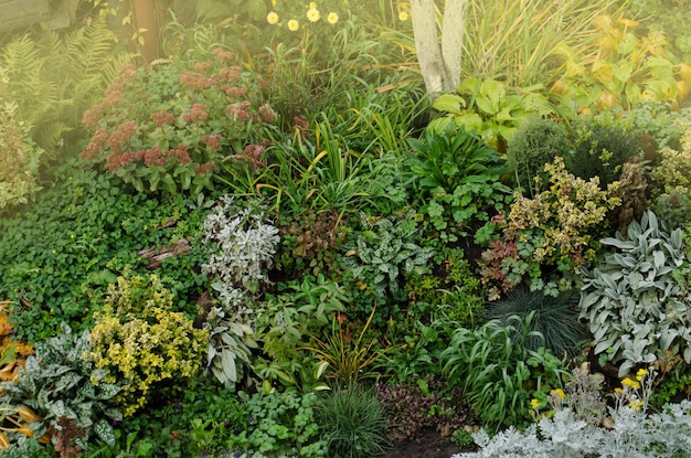 Een- en meerjarige planten in volle bloei Veelkleurig herfst- of zomerbloembed op een gazon