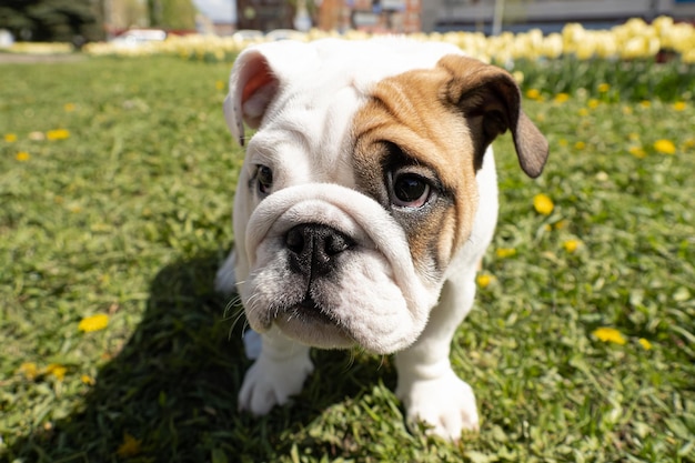 Een Engelse buldog in een openbaar park Huisdieren Een volbloedhond