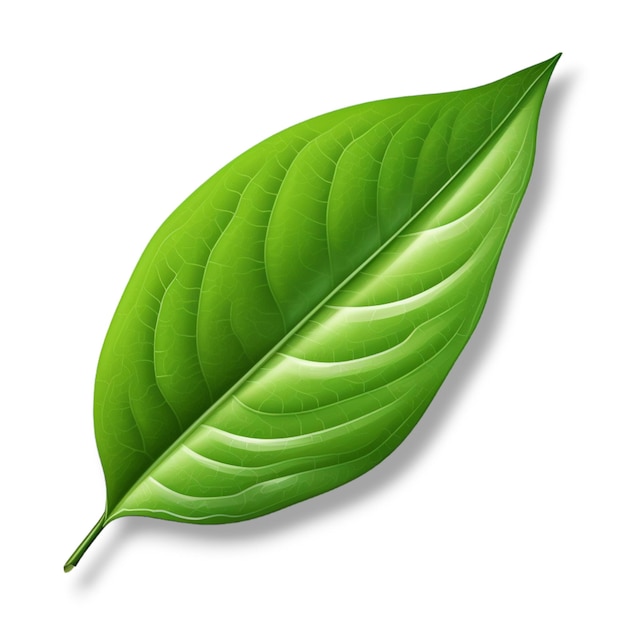 een enkel groen blad in de stijl van een witte achtergrond