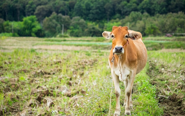 Een enkele bruine koe staande op het groene veld met bos achtergrond.