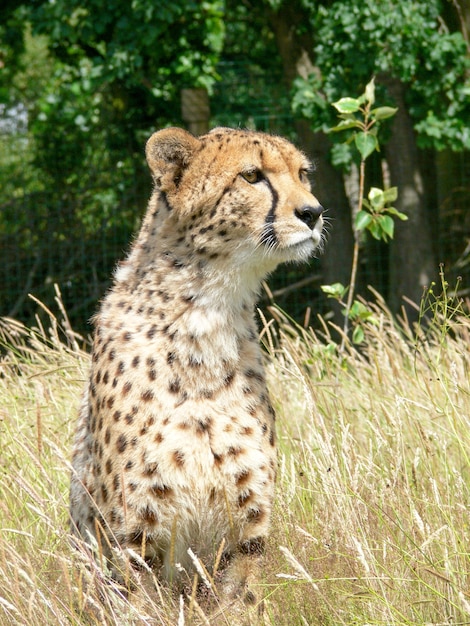 Een enkele cheeta buiten in een dierentuinomgeving