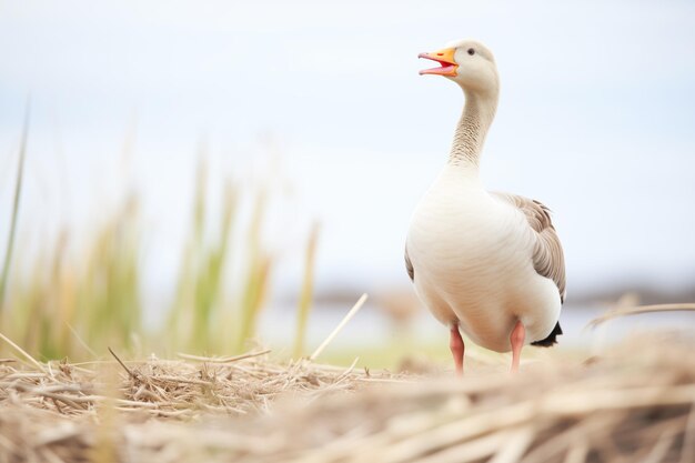 Een enkele gans die fluit bij een onzichtbare bedreiging bij het nest