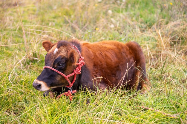 Een enkele jonge mannelijke koe zittend op het gras