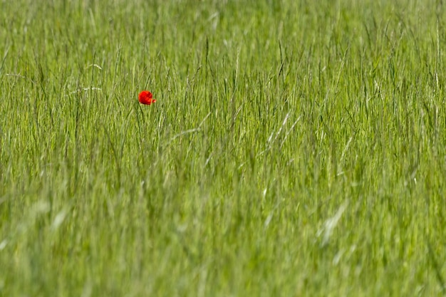 Een enkele klaproos in een veld in de buurt van East Grinstead