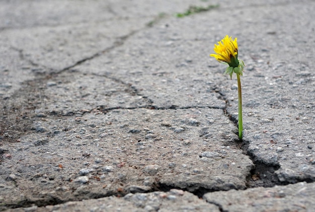 Foto een enkele paardenbloem groeit door een scheur in een stoep.