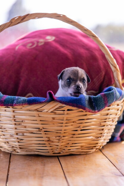 Een enkele puppy zit in een wikermand met een rood kussen