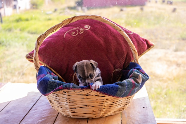 Een enkele puppy zit in een wikermand met een rood kussen