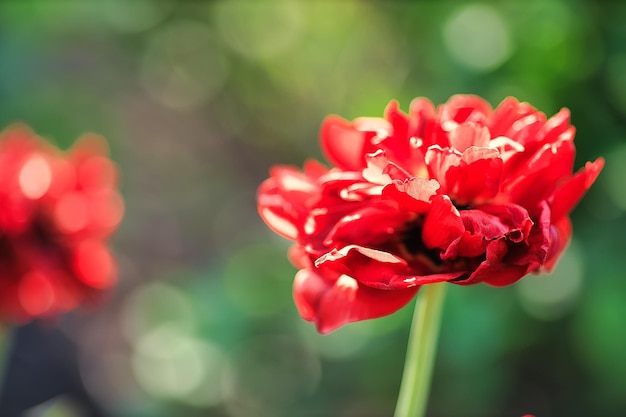 Een enkele rode bloem op een wazige bloembedachtergrond op een zomerdag