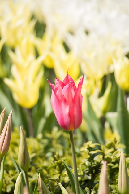 Een enkele tulpbloem in het voorjaarsseizoen