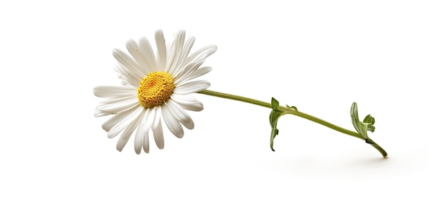 Een enkele witte bloem met een geel centrum Generatief AI-beeld
