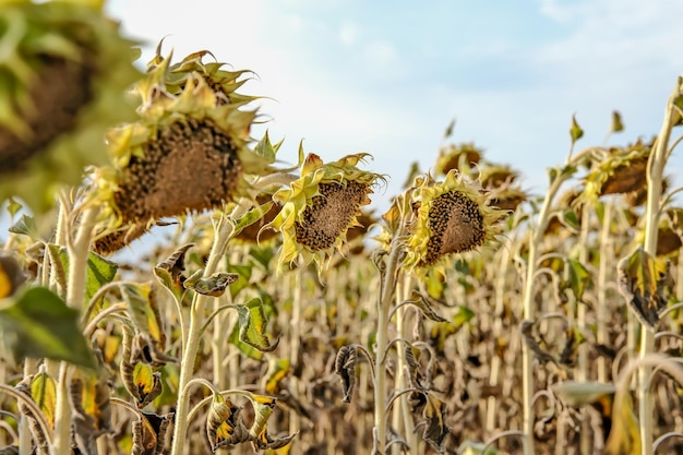 Een enorm veld met droge zonnebloemen in het Europese deel. Mooie, hoge droge zonnebloemen met zwarte zaden