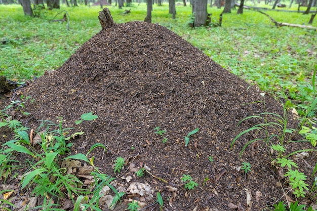 Een enorme mierenhoop in het bos samarskaya luka rusland