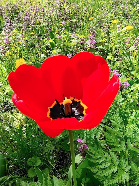 Een enorme rode tulpenbloem gefotografeerd in volledig frame, zeer close-up
