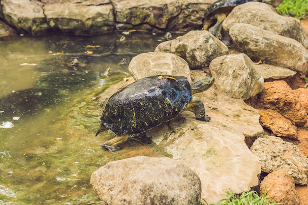 Een enorme schildpad rust in het park bij de vijver