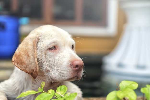 Een erg trieste puppy