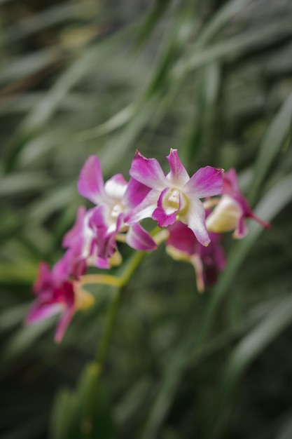 Een esthetische dendrobium-orchideebloem met vage achtergrond