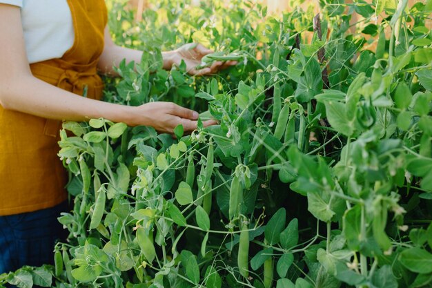 Een europese vrouw in een oranje schort oogst komkommers en erwten in haar tuin een vrouwelijke tuinman