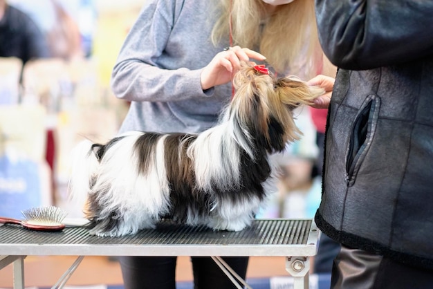 Een expert onderzoekt een Beaver Yorkshire Terrier-hond op de show Exterieur van de hond op de tentoonstelling