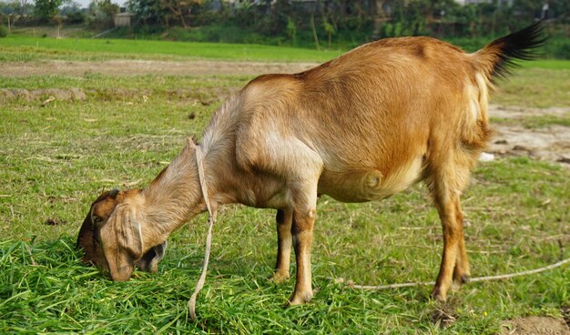 Foto een ezel die gras eet met een touw om zijn nek