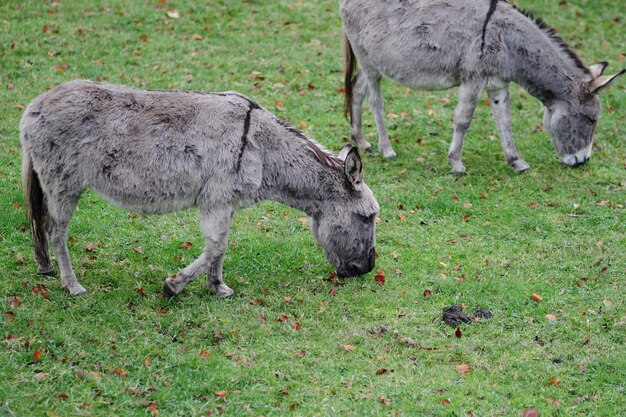 Foto een ezel die op een veld weidt