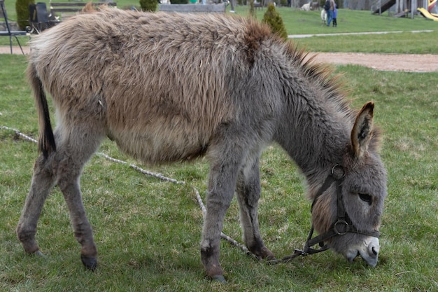 Foto een ezel staat in een veld met een touw om zijn nek gebonden.