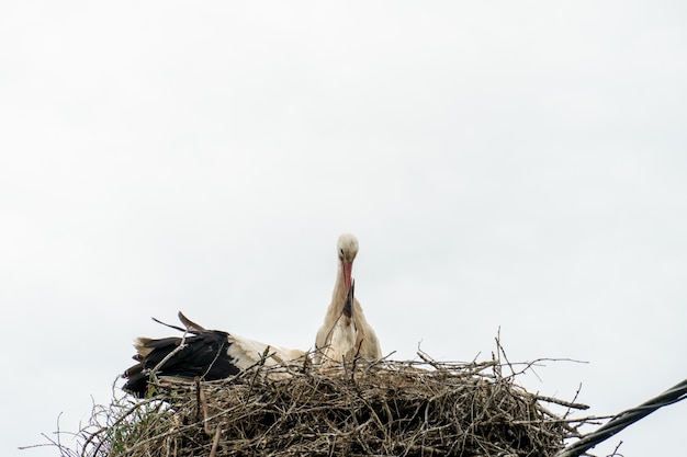 Een familie ooievaars staat in een groot nest tegen een achtergrond van blauwe lucht en wolken Een groot ooievaarsnest op een elektrische betonnen paal De ooievaar is een symbool van Wit-Rusland