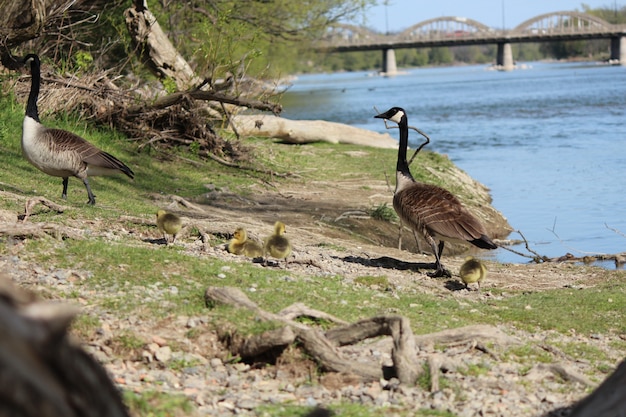 Een familie van Canadese ganzen op de Grand River in Caledonia Ontario