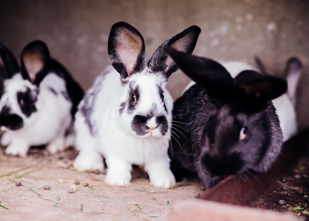 Een familie van kleine konijnen in een kooi Pluizige knaagdieren Dieren fokken op de boerderij