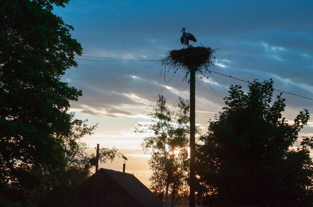 Een familie van ooievaars in hun nest, zittend hoog op een paal bij zonsondergang in de avond.