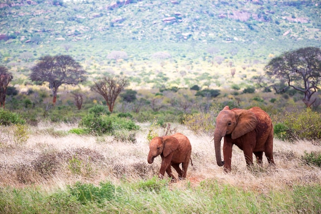 Een familie van rode olifanten op hun trektocht door de savanne