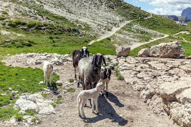 Een familie van schapen met hun welpen op een weiland in de Italiaanse Alpen