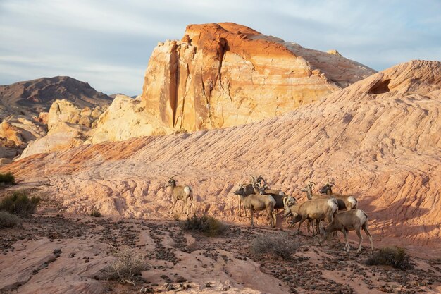 Een familie van vrouwelijke Woestijndikhoornschapen in Valley of Fire