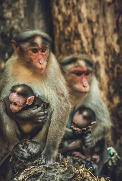 Een familie van wilde makaken