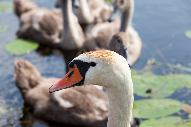 Een familie zwanen die op het meer drijven met jonge grijze kuikens