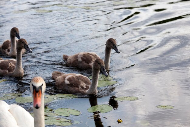 Een familie zwanen die op het meer drijven met jonge grijze kuikens