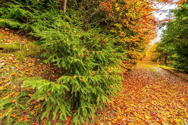 Een fantastisch mooi pad in een natuurlijk kleurrijk park bedekt met heldere herfstbladeren