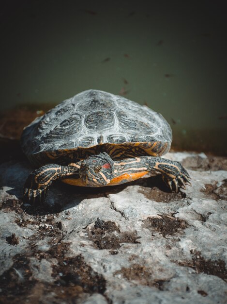 Een fantastisch portret van een mooie schildpad