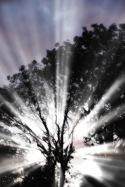 Een felle zonnestraal achter een boom buiten in een bos op een bewolkte dag Een straal zonlicht die door bladeren en takken komt tijdens de vroege ochtendzonsopgang Mooi wit licht schijnt in de natuur