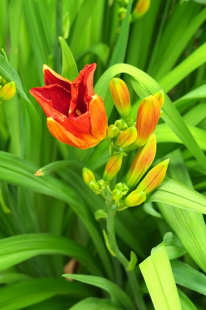 een feloranje lelieknop bloeit in een bloementuin