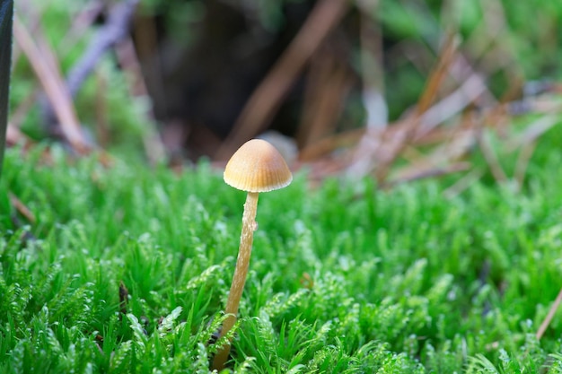 Een filigrane kleine paddenstoel op de bosbodem in zacht licht Macro-opname van de natuur