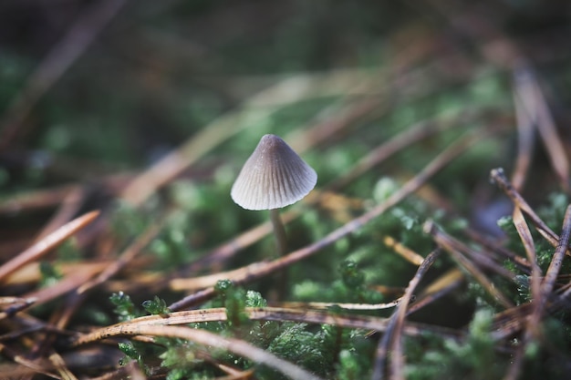 Een filigrane kleine paddenstoel op de bosbodem in zacht licht Macro-opname van de natuur