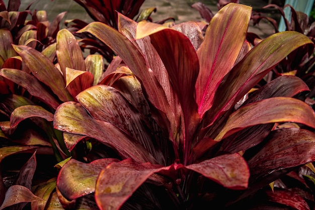 Een flinke hoeveelheid bladeren Veel rood blad met mooie lijnen in de natuur