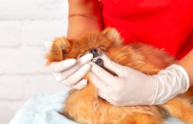 Een foto van de handen van een dierenarts die de tanden en mond van een schattige schattige Pommerse hond onderzoekt