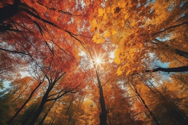 Een foto van een bos met de zon die door de bomen schijnt